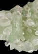 Zoned Apophyllite Crystal Cluster - India #44434-2